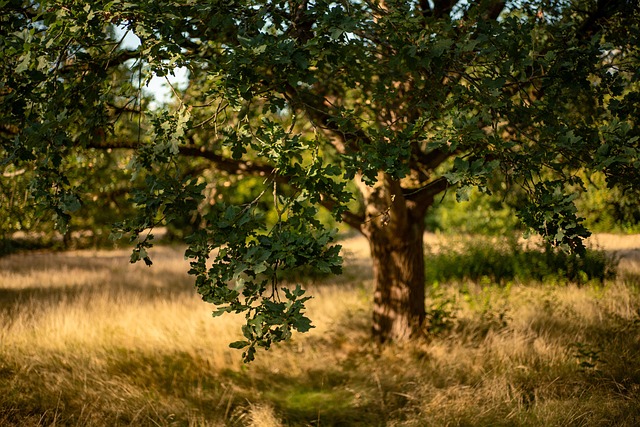 The Importance of Regular Tree Maintenance in Palm Springs, CA